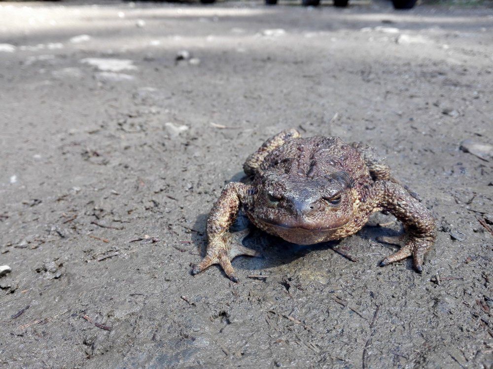 Огромная жаба