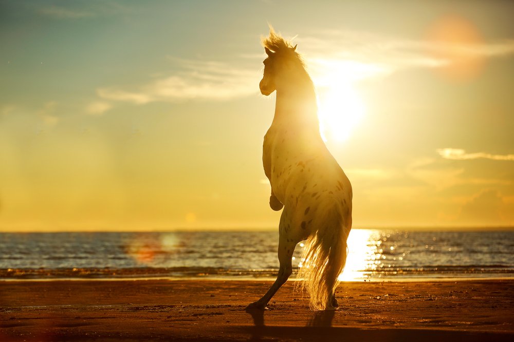 Закат на Финском заливе