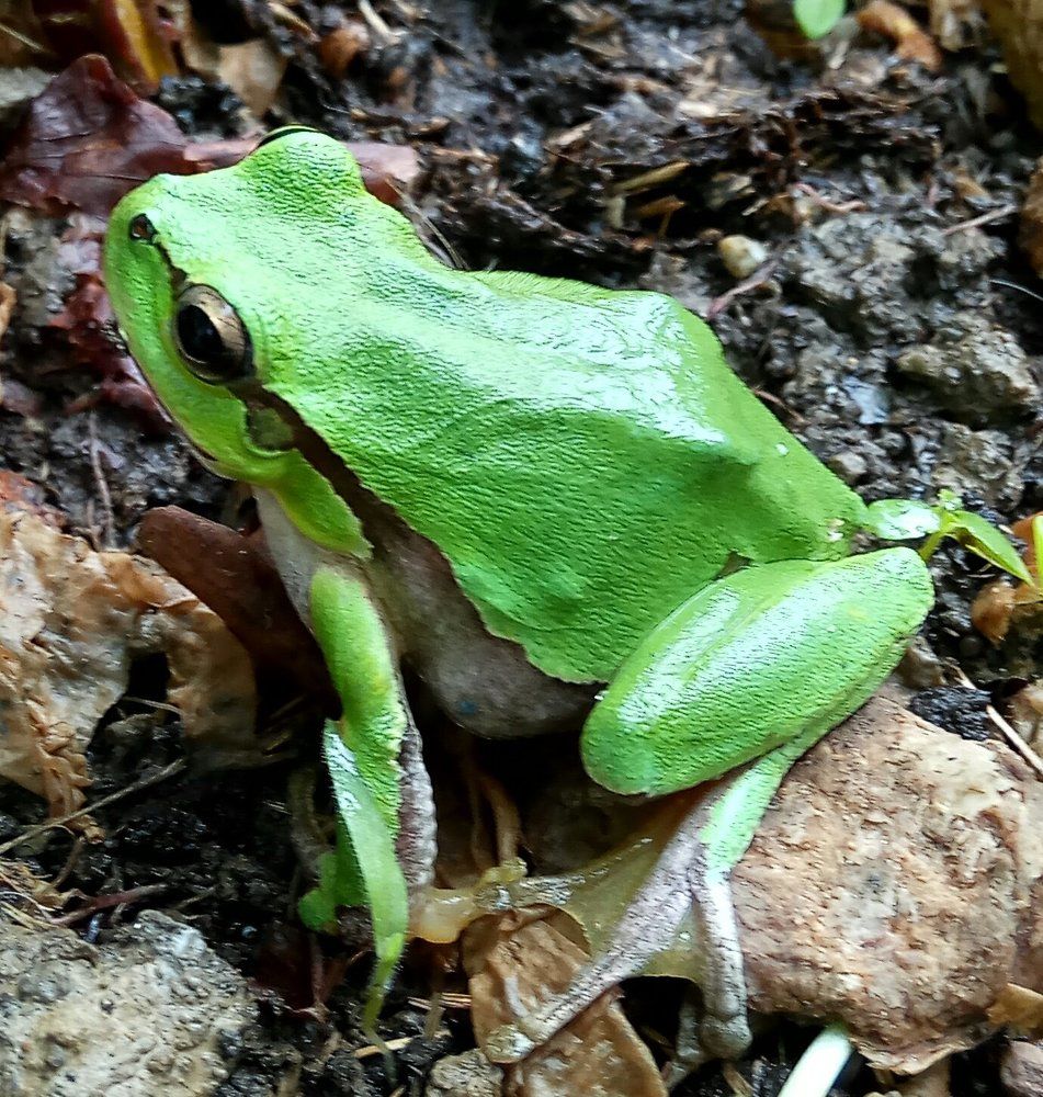 лягушка квакушка