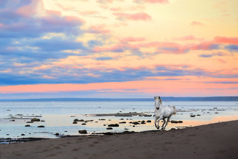 Рассвет на Финском заливе