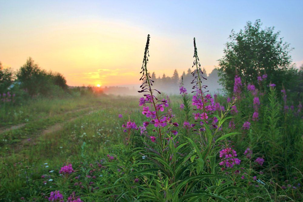 Краски туманного рассвета
