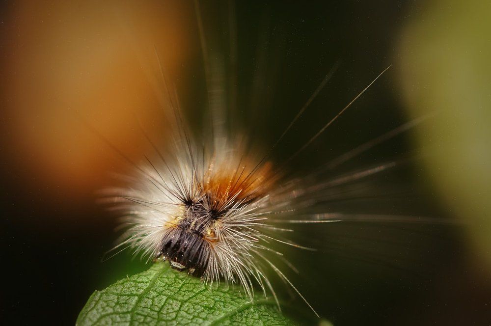Пожирательница листвы...