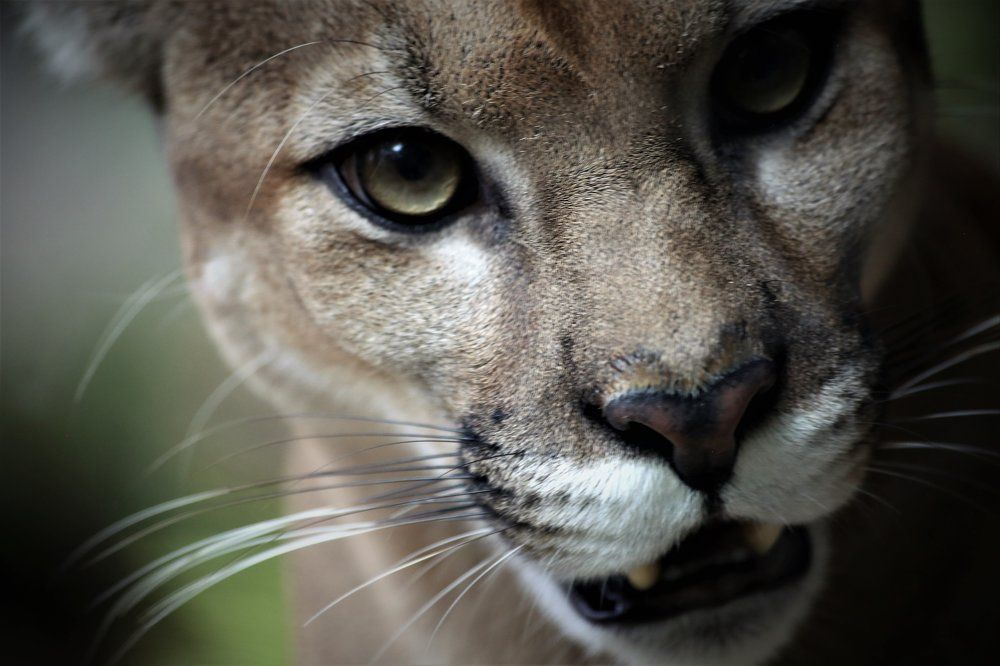 В глаза смотри!