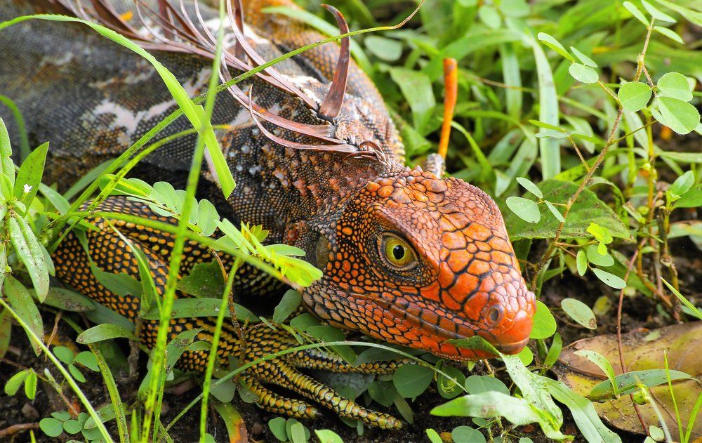 Привет от динозавров