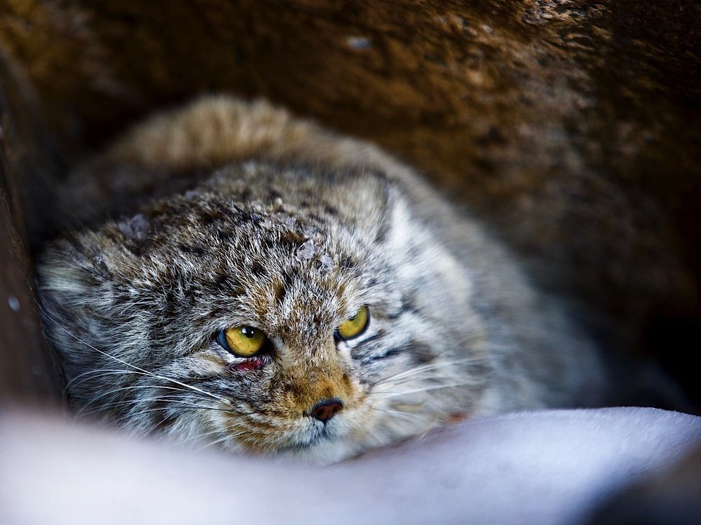 шрамы украшают мужчину