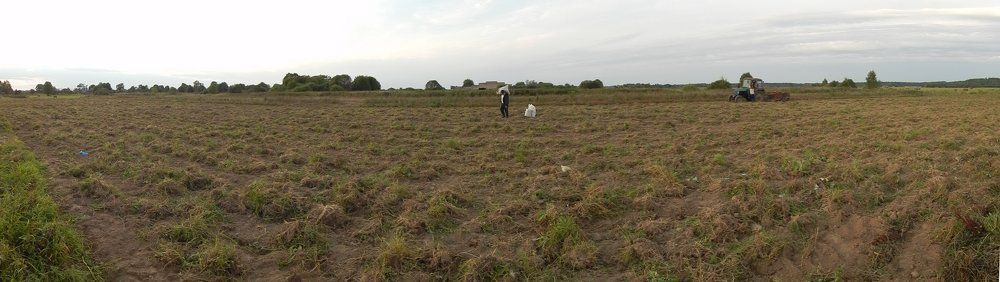 Картофельное поле