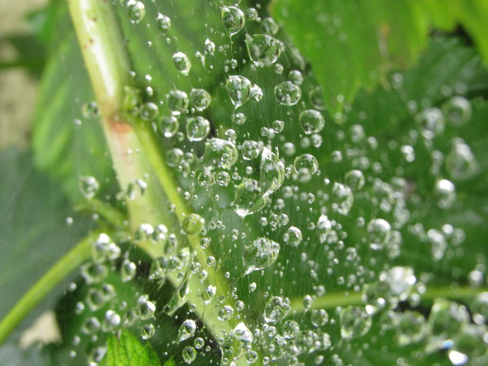 После дождя