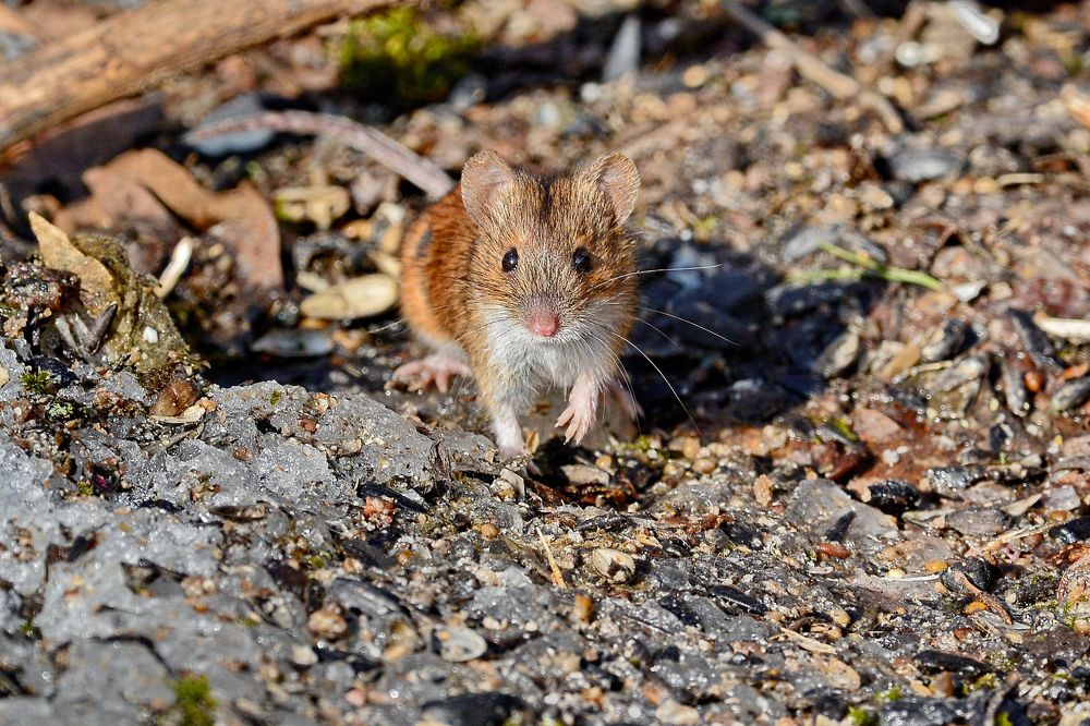 Рыжая полевка