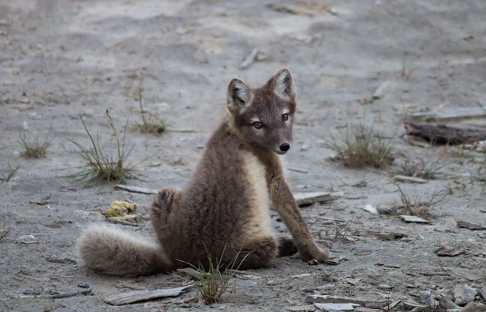 Последнее мгновенье детства