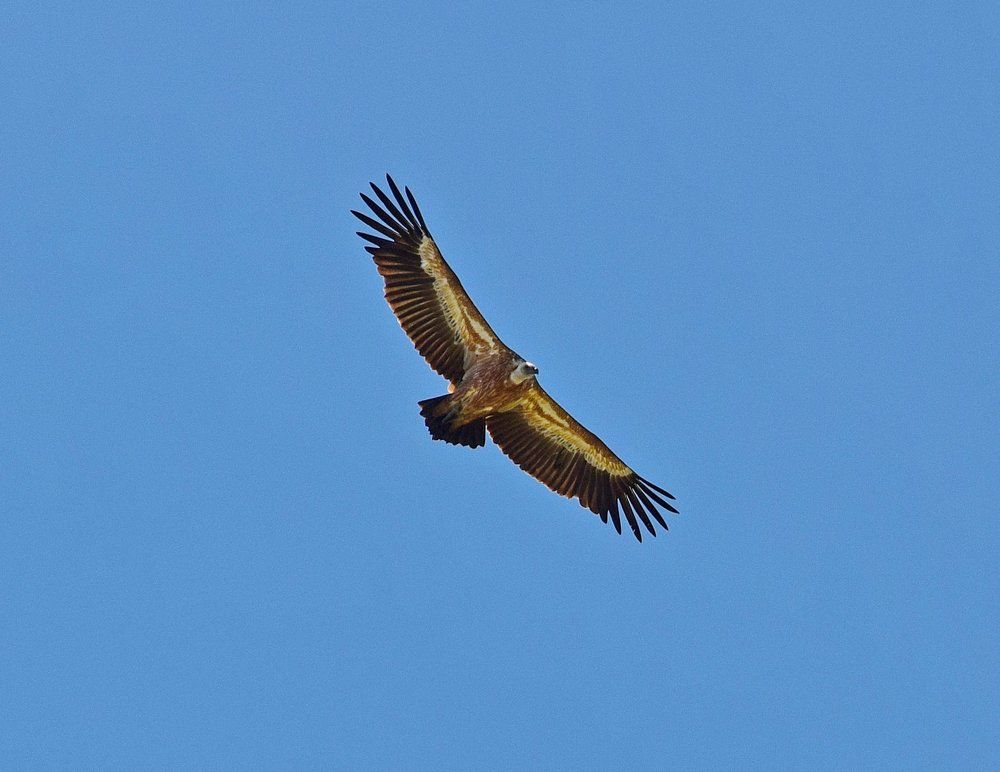 Полет орла.