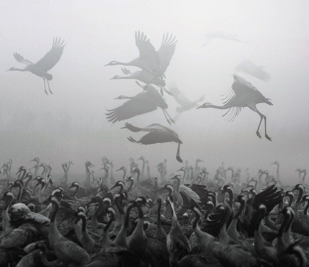 Призраки тумана..