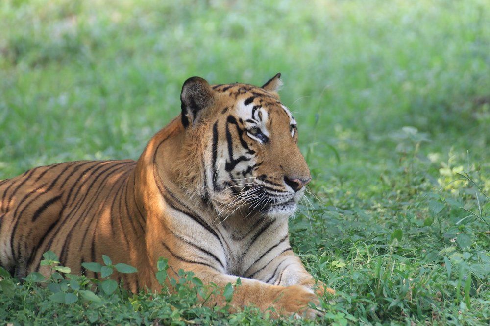 Looking at his prey like his lover.