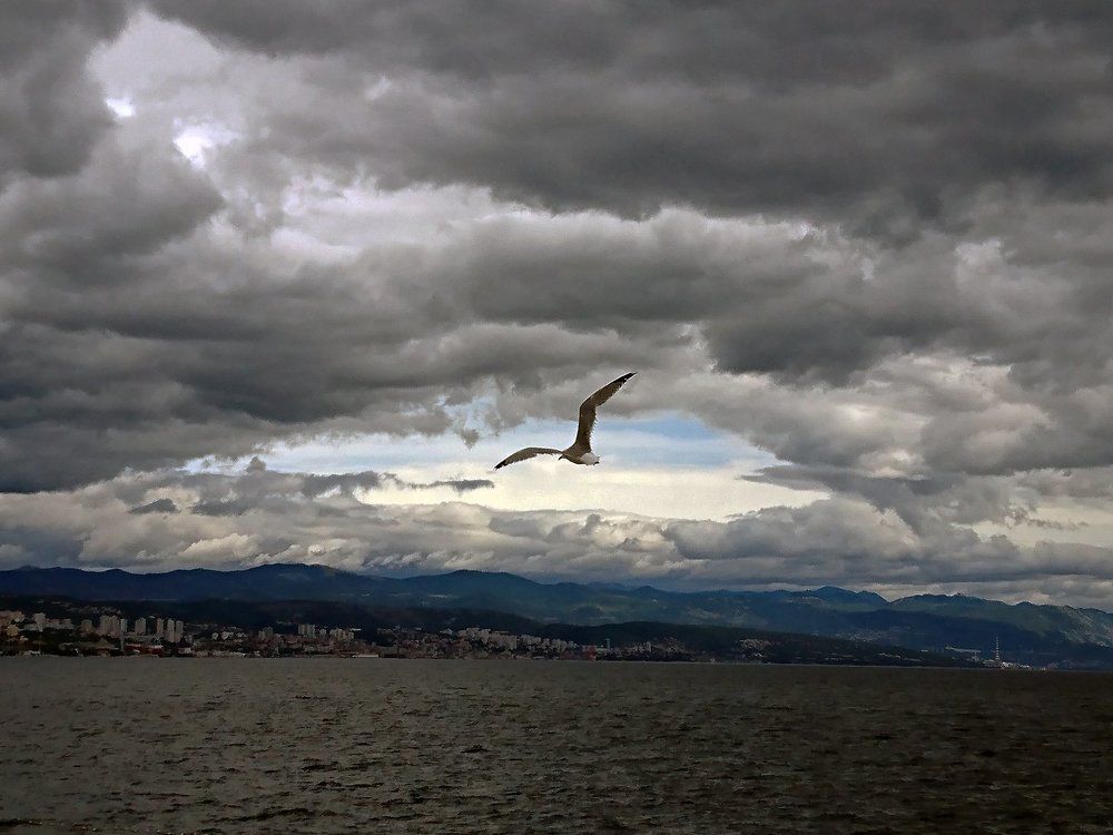 Bird and open sky