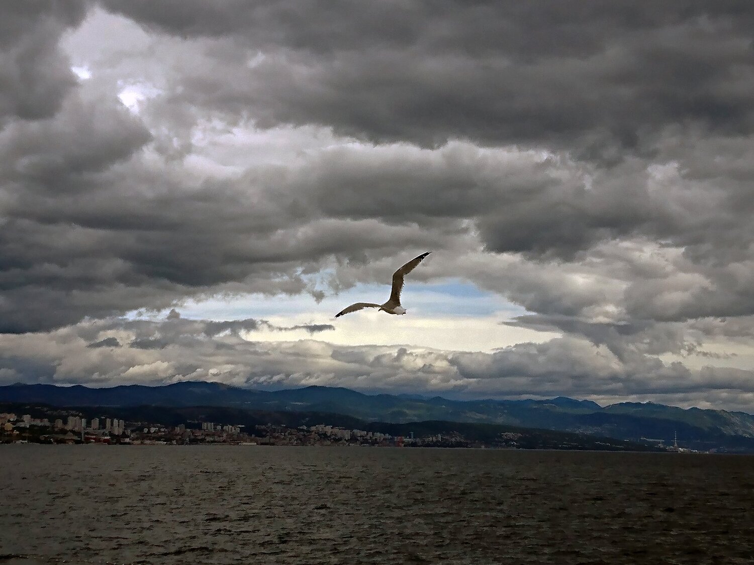 Bird and open sky