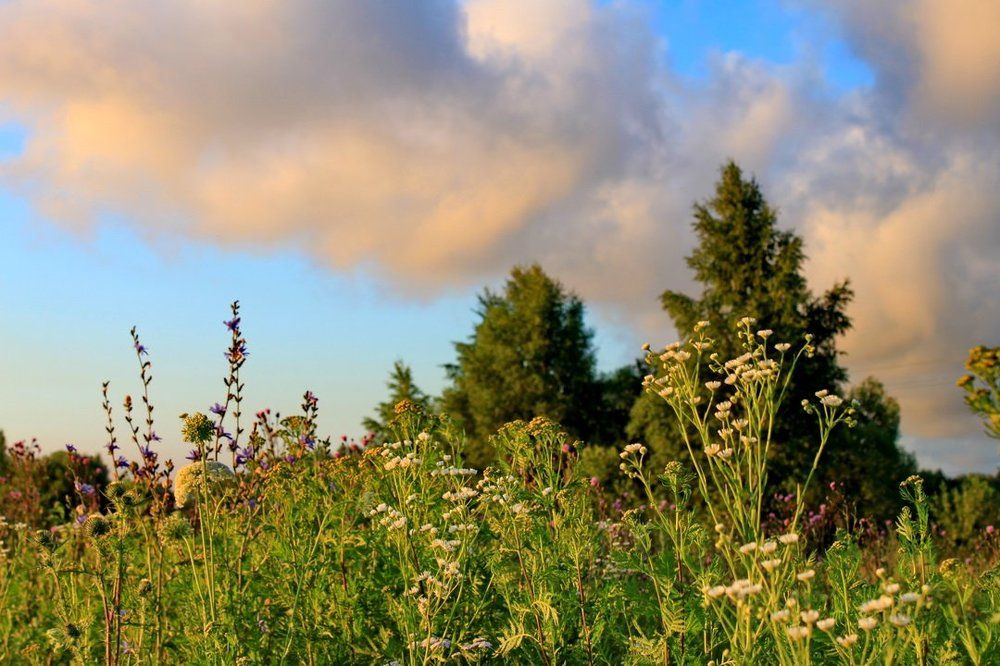 Разнотравье