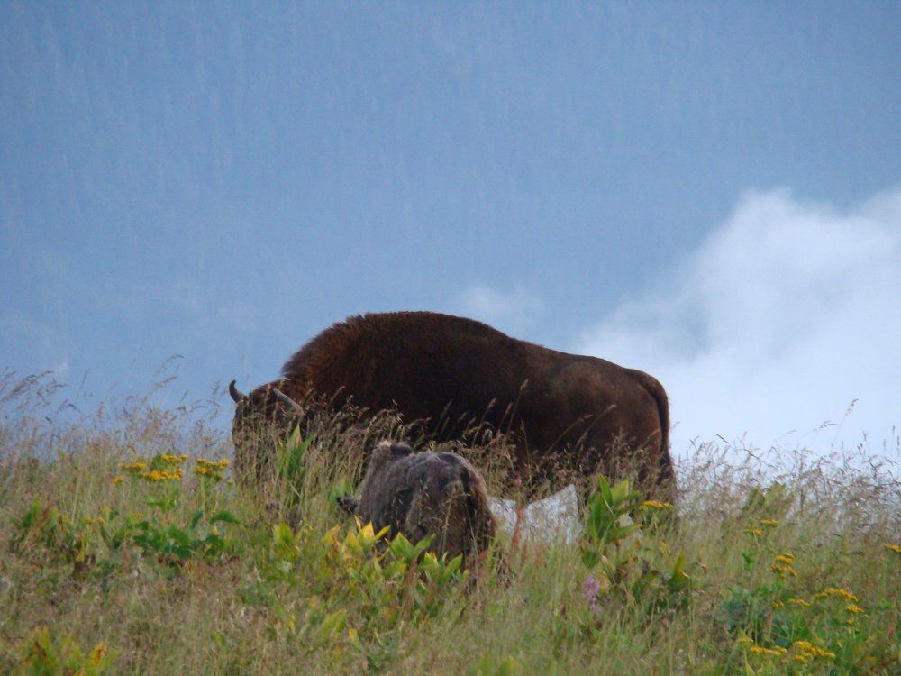 Возрождение.