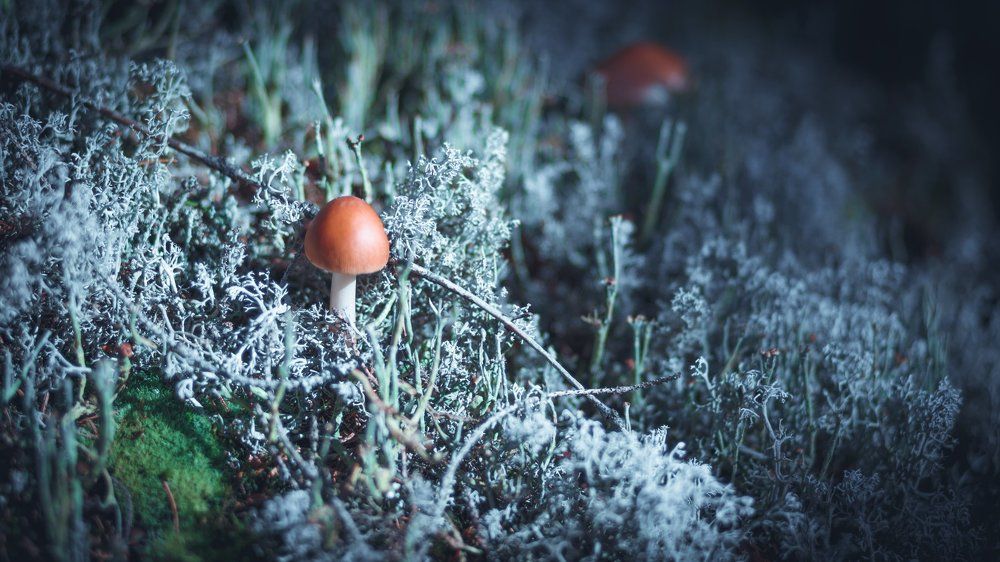 Зима близко