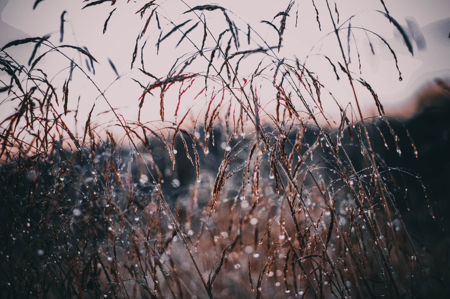 Photo #1957817