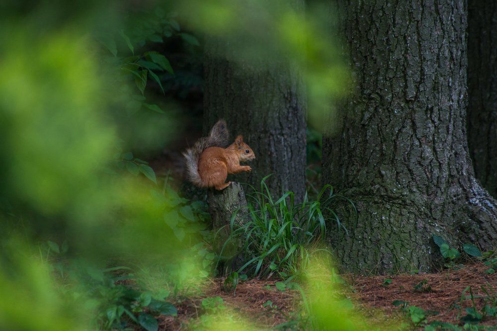 ...да орешки всё грызёт