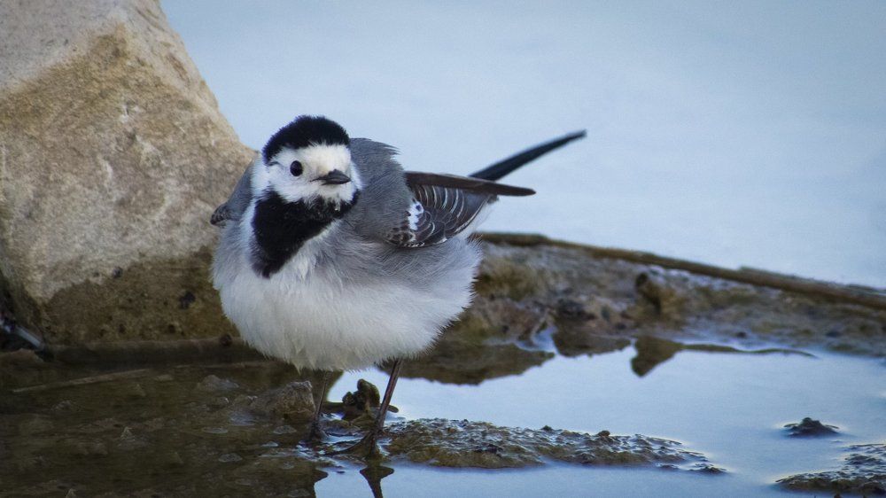 Вертихвостка