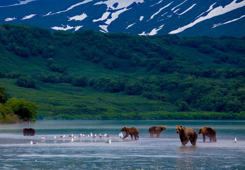 медвежья открытка