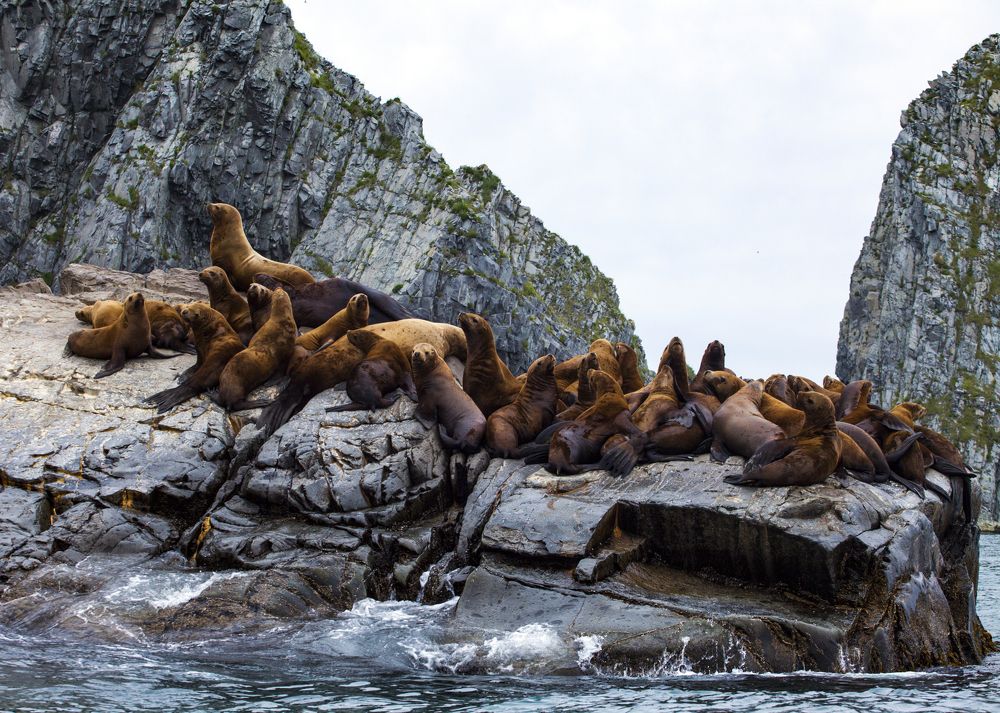 лежбище морских львов