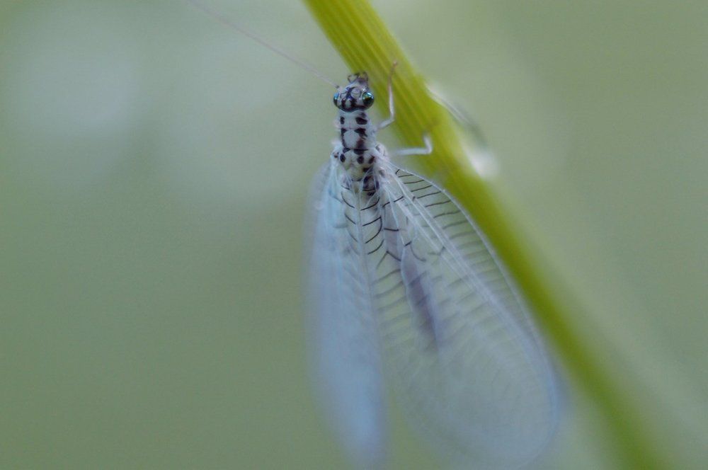 Призрачная