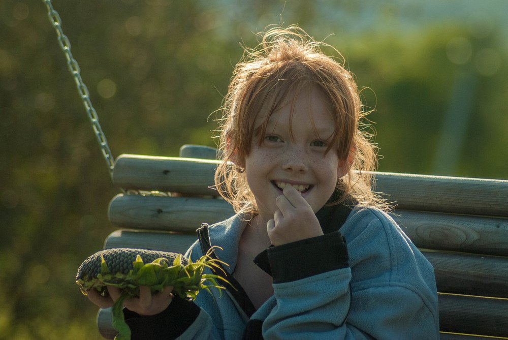 Подсолнухи