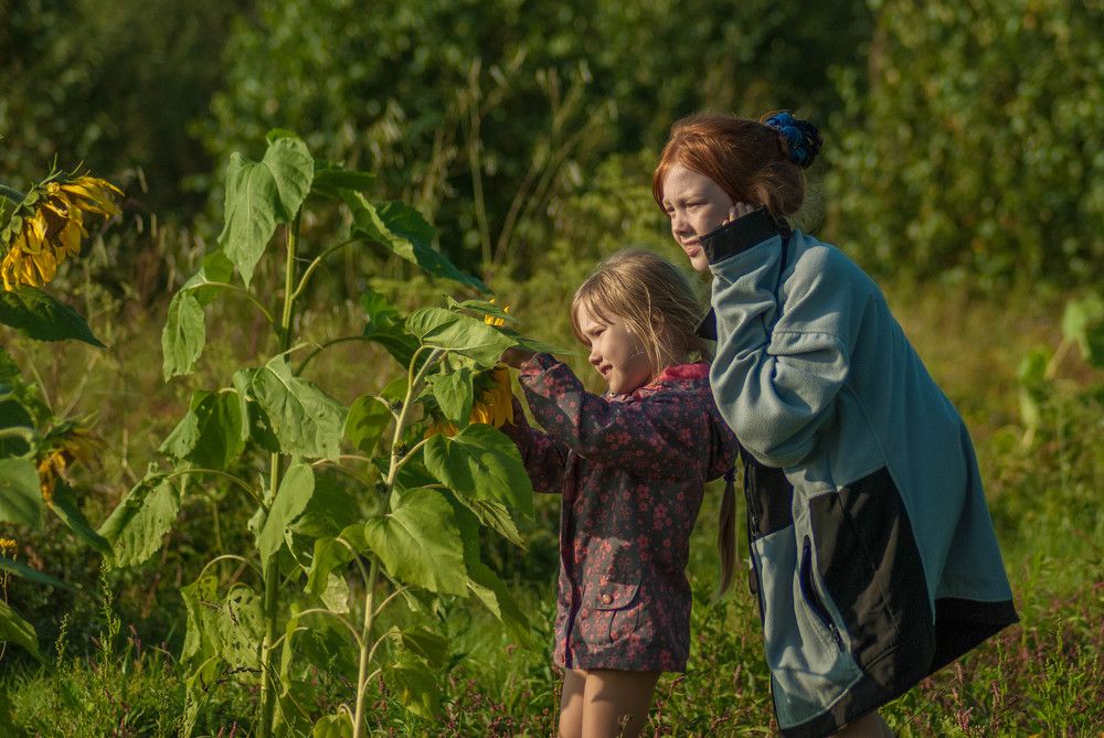 Подсолнухи