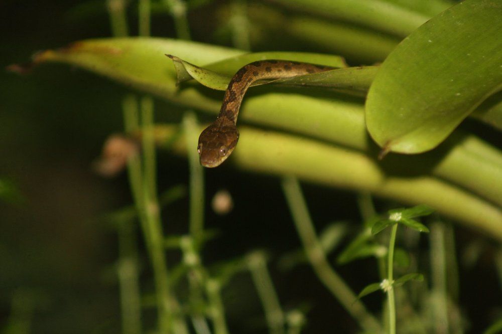 snake in bromelia, looking for a frog to eat