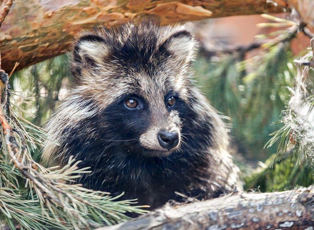 Енотовидная собака