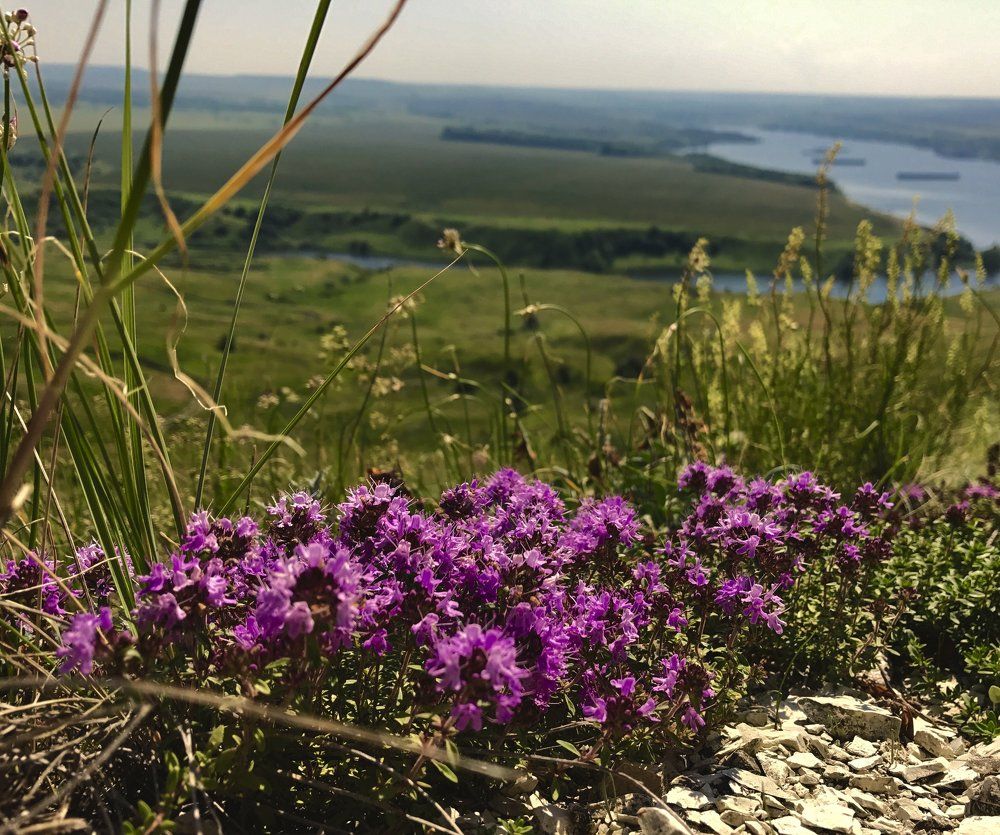 Цветущий чабрец в Арбужке