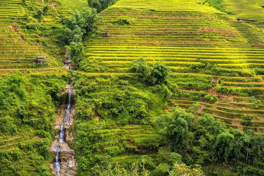 Golden season in Hoang Su Phi, Viet Nam