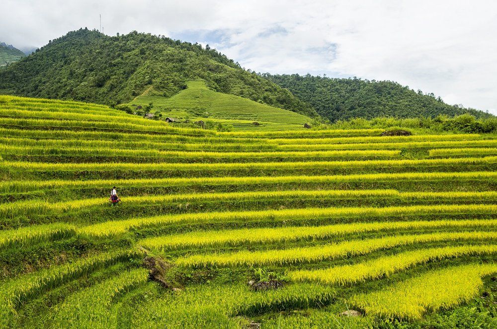 Lai Chau golden season, Viet Nam