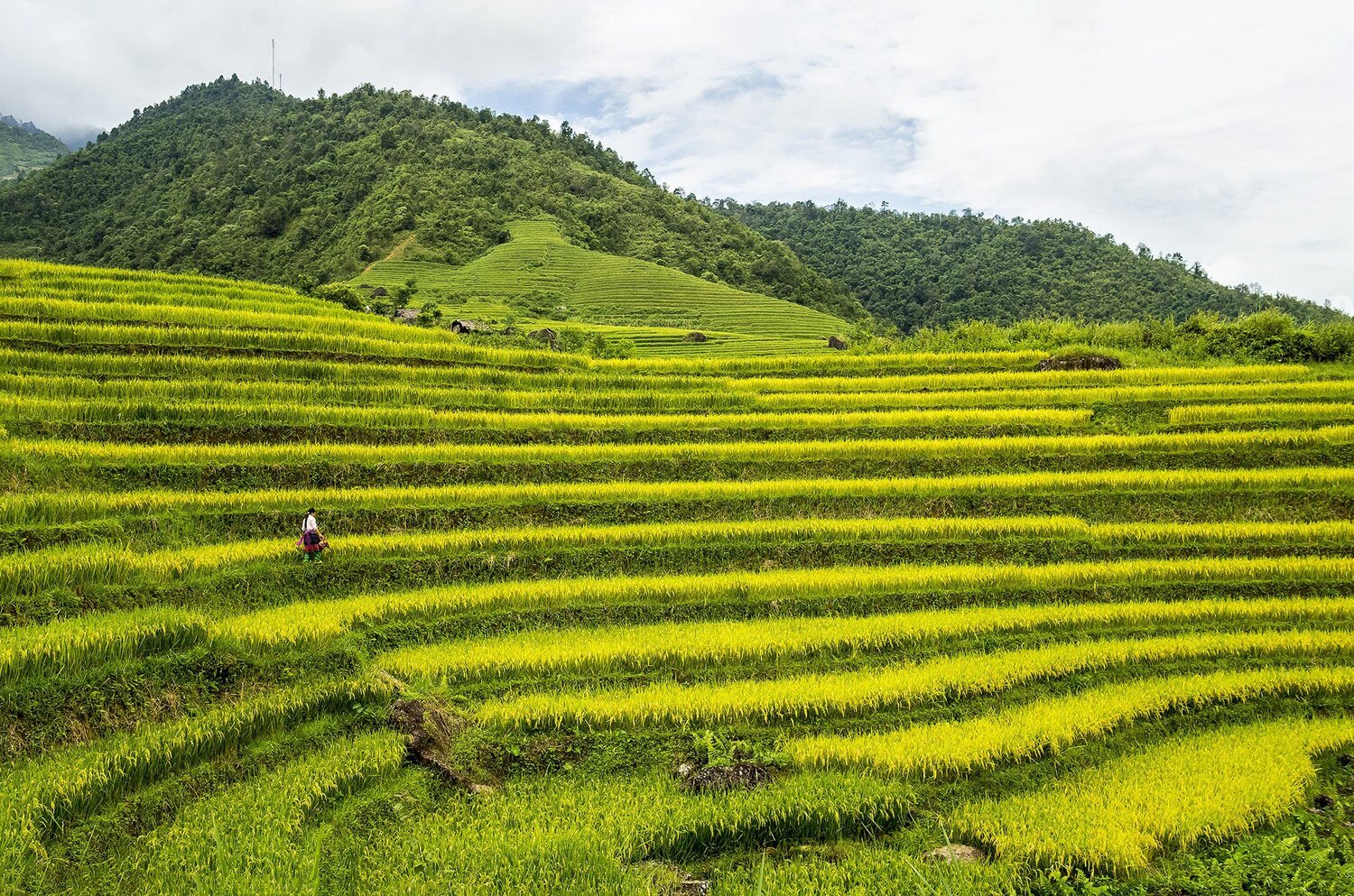 Lai Chau golden season, Viet Nam
