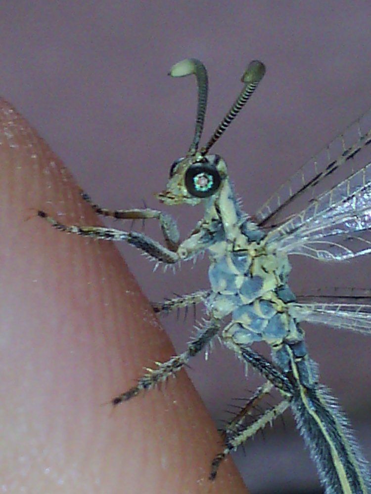 Insect