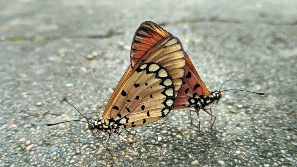 Butterfly