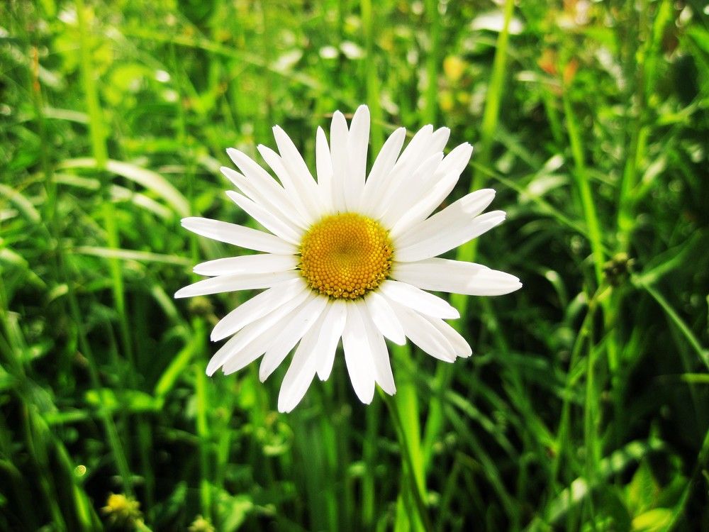 Маленькое солнышко