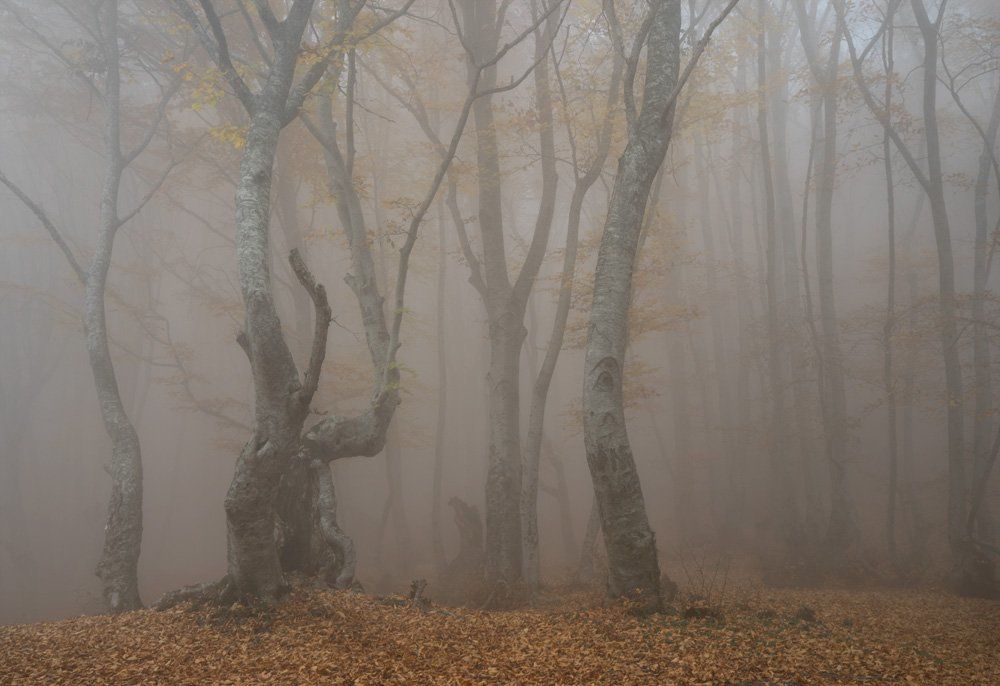 Сказки туманного леса