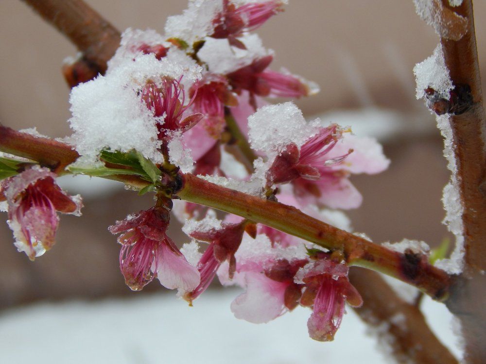 зима в конце апреля