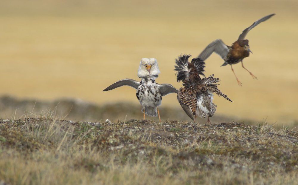 Не петушись!