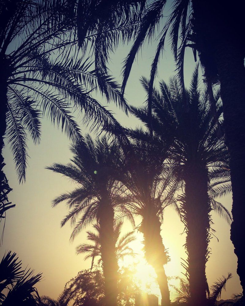 Солнечные пальмы