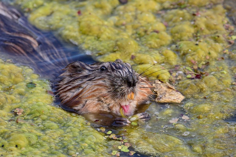 Оскал ондатры