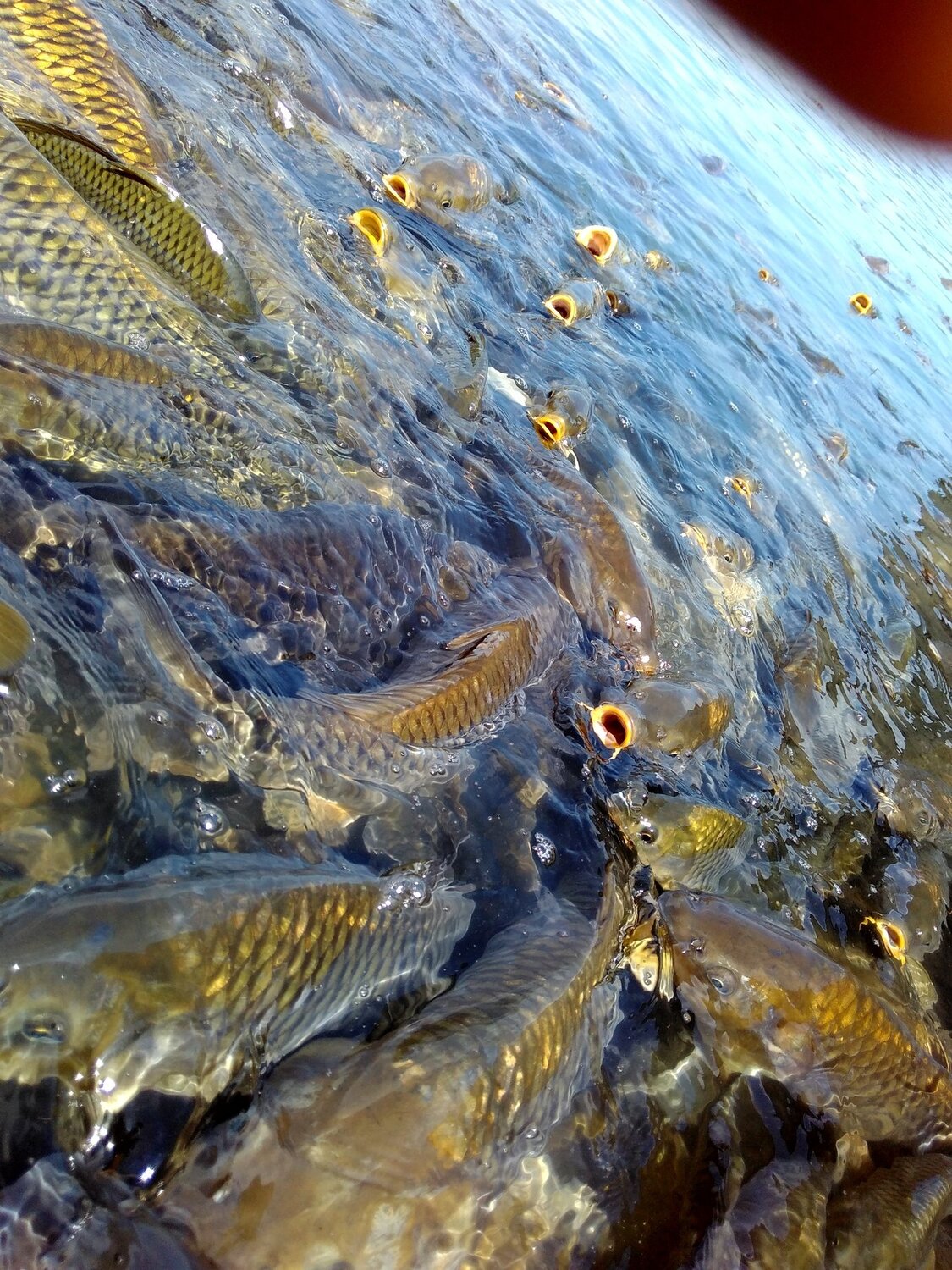 Hungry fishes..