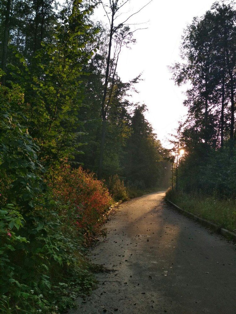 Чернобыльский лес