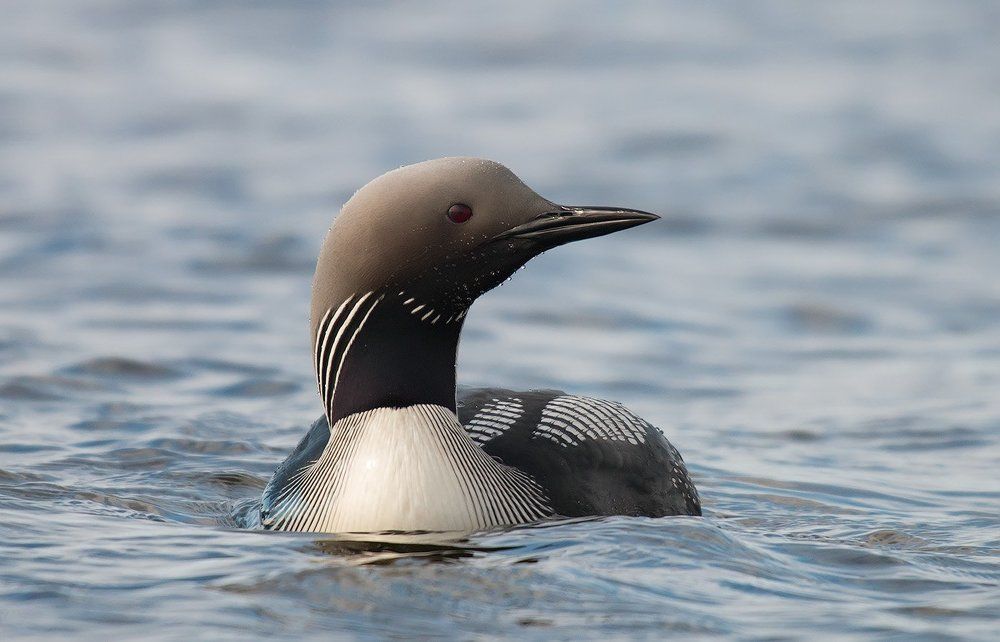 Чернозобая гагара