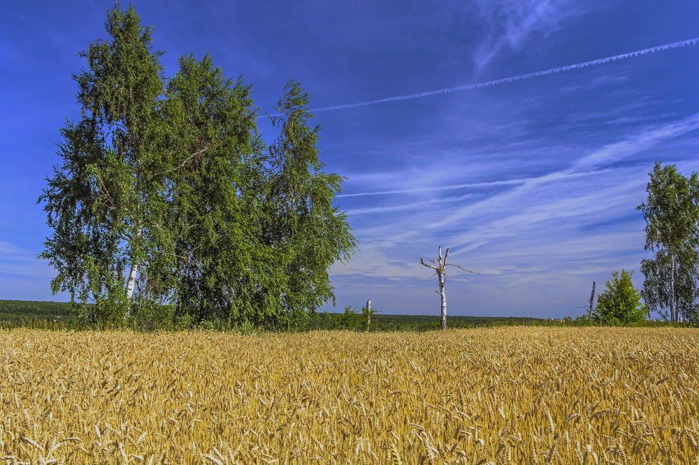 Поле и березы..