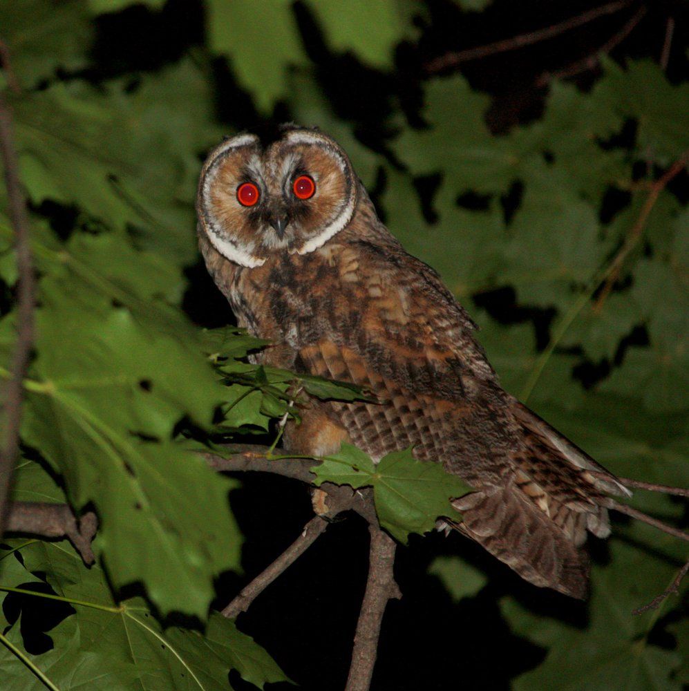 Хозяйка ночи