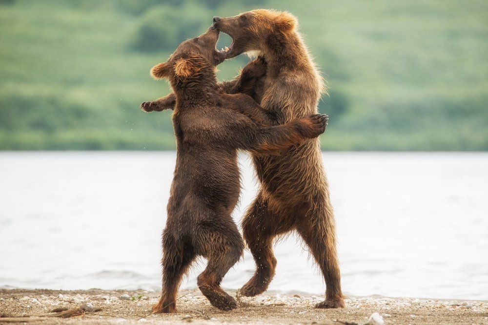 В ритме танца