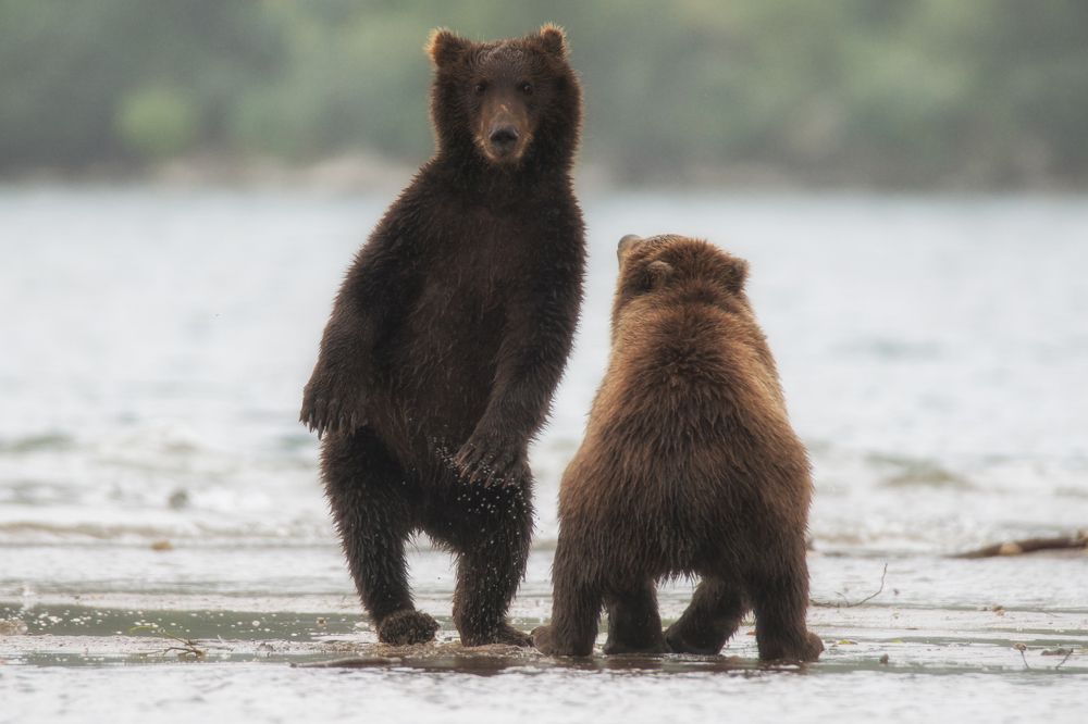 "Делай, как я!"